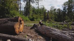 Best Tree Risk Assessment  in Newburyport, MA