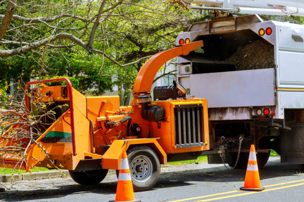 How Our Tree Care Process Works  in  Newburyport, MA